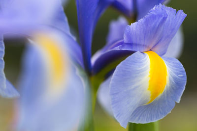 Close-up of purple crocus flowers