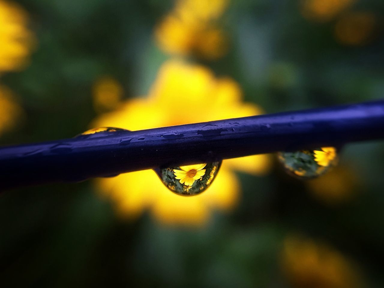 CLOSE-UP OF WET YELLOW LEAF ON METAL