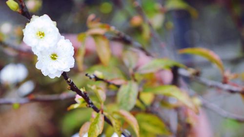 Close-up of white flowers