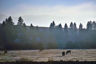 Cows grazing on field against sky