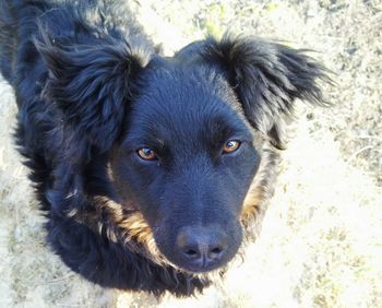 Close-up portrait of a dog