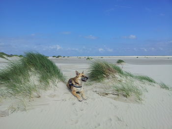 Dog on beach