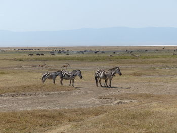 Zebras in a crater