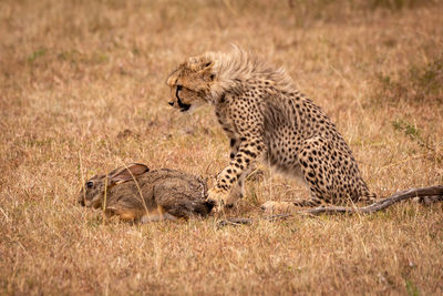 Cheetah with rabbit at field