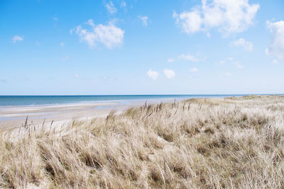 Beach life at texel