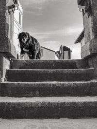 Low angle view of dog on stairs