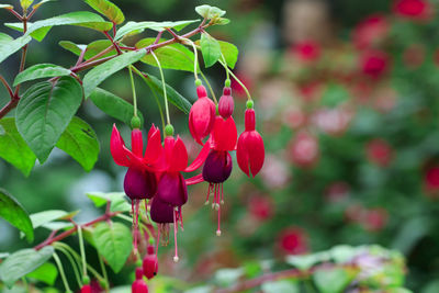 Close-up of red flowering plant