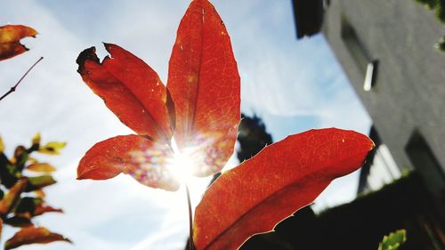 Close-up of red flower against sky