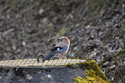 Close-up of bird perching on rock