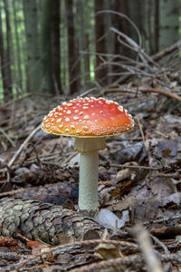 fungus