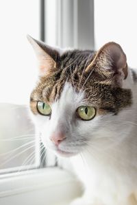 Close-up portrait of cat