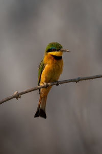 Close-up of bird perching on branch