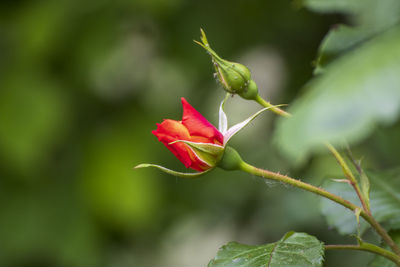 Close-up of rose bud