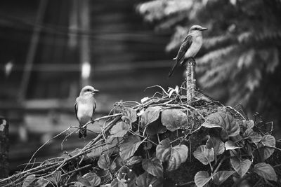 Close-up of bird perching outdoors