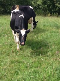 Cows grazing on field