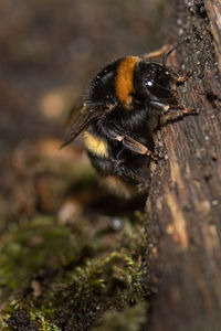 Close-up of bee