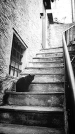 Cat looking through window