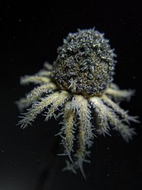 Close-up of jellyfish against black background