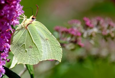 Close-up of butterfly pollinating on pink flower