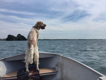 English setter on boat sailing in sea