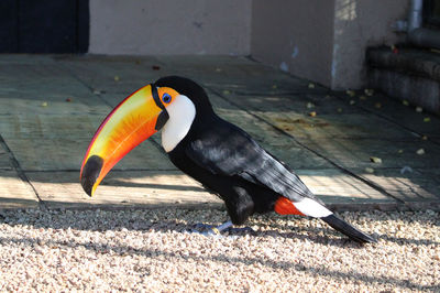 The toco toucan, ramphastos toco, also known as the common toucan or giant toucan