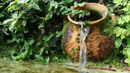 Close-up of fresh plants in water