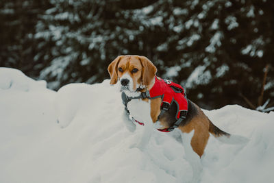 Portrait of beagle dog in snow