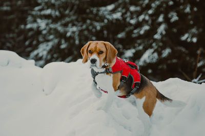 Portrait of dog in snow