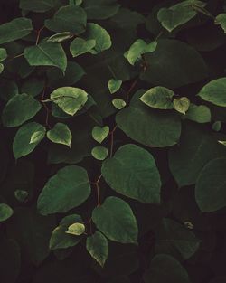 High angle view of leaves