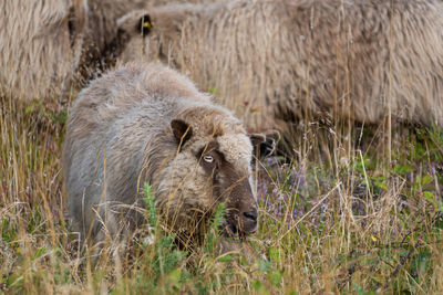 Sheep in a field
