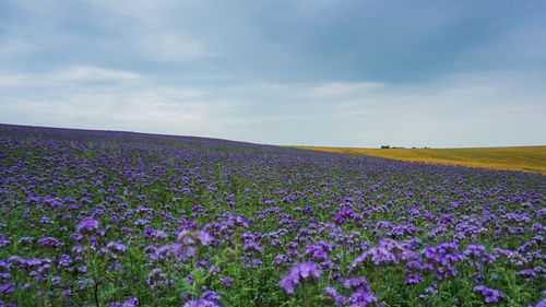 Purple flowering plants on field against sky