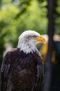 Close-up of eagle