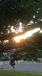 Trees against sky