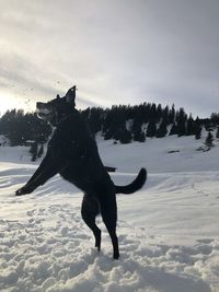 Dog on snow covered land