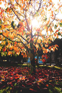 Sun shining through trees in park