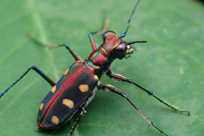 Close-up of insect on leaf