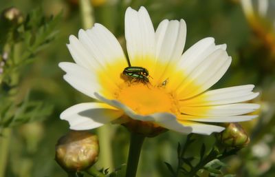 Close-up of insect on yellow flower