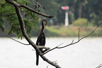 Close-up of bird perching on tree