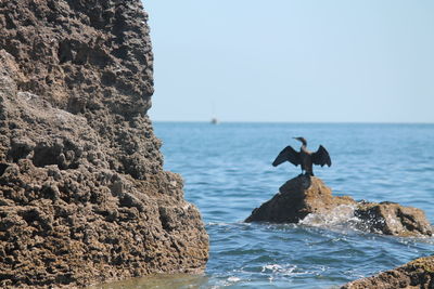 Birds perching on rock by sea against clear sky