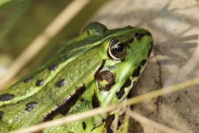 Close-up of frog seen through plants on rock