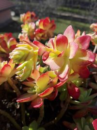 Close-up of cactus flowers