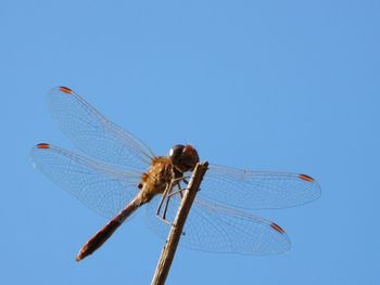 Low angle view of dragonfly against clear blue sky