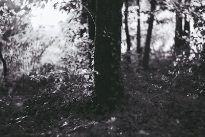 Close-up of tree trunk in forest