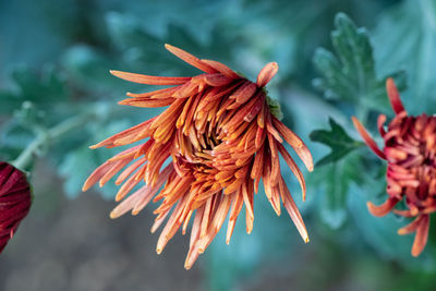 Close-up of red flowering plant