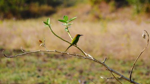 Close-up of bird on plant