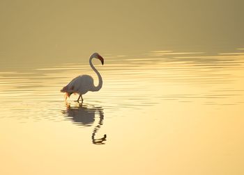 Flamingo in lake during sunset