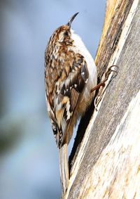 Bird perching on a tree