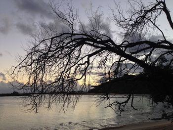 Reflection of bare trees in water