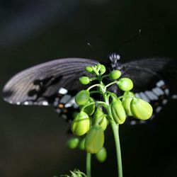 Close-up of plant