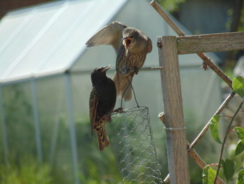 Close-up of bird perching on wooden fence